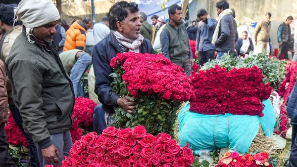 Valentines Day 1 Crore Roses Sold in Bengaluru Hosur Farmers See Windfall Valentines Day 1 Crore Roses Sold in Bengaluru Hosur Farmers See Windfall