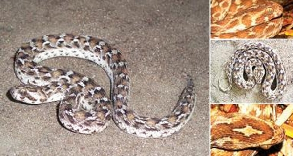 Kannadiviriyan Snake Kannadiviriyan Snake