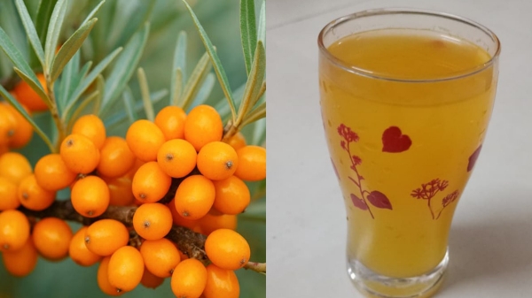 Sea Buck Thorn Sea Buck Thorn