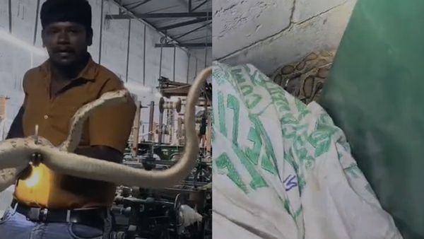 The glass viper that entered the Erode weaving workshop couldn t be this angry