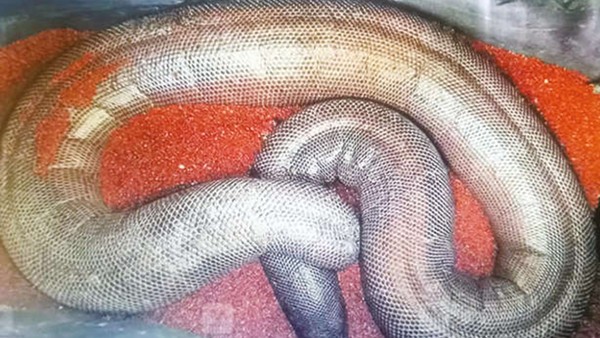 snake vellore snake vellore