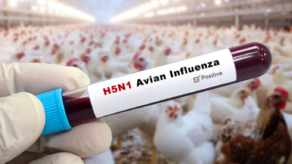 Bird Flu Alert in Chennai Health Dept Issues Guidelines Urges Public to Seek Care Bird Flu Alert in Chennai Health Dept Issues Guidelines Urges Public to Seek Care