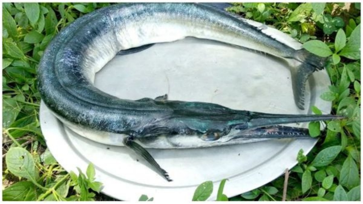 முரல் மீனில் ஒளிந்திருக்கும் அசாத்திய மருத்துவ ரகசியம்.. பச்சை நிற எலும்புகள்.. பாம்பு போன்ற தோற்றம்