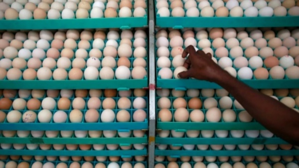 Namakkal Egg iran Namakkal Egg iran