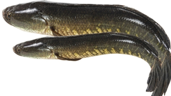 Viral Fish Snakehead Murrel Nutrition Pregnancy women Diabetes Omega 3 Rich Fish Viral Fish Snakehead Murrel Nutrition Pregnancy women Diabetes Omega 3 Rich Fish