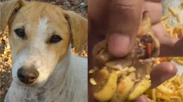 Kanpur Zomato Chicken Biryani Viral Video Food Safety Mystery Meat