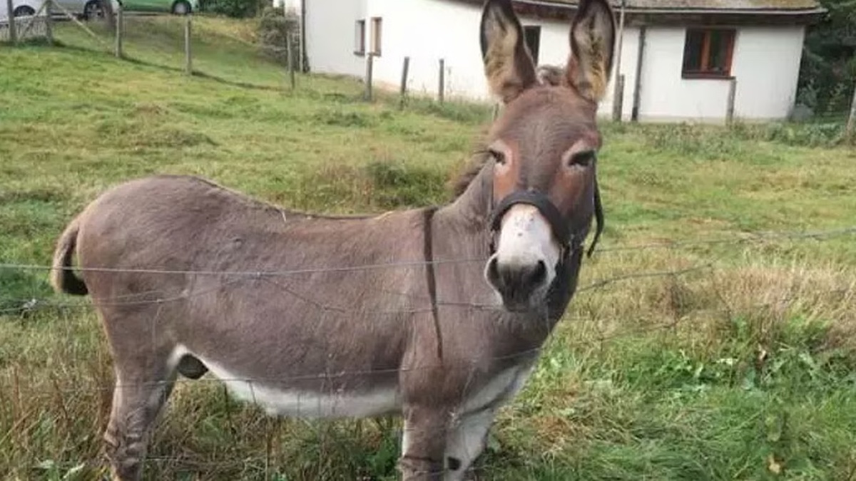 கழுதை மேய்த்தால் ரூ.50 லட்சம்.. மத்திய அரசு தரும் மானியம்.. ரூ.2 லட்சம் வரை சம்பாதிக்கலாம்