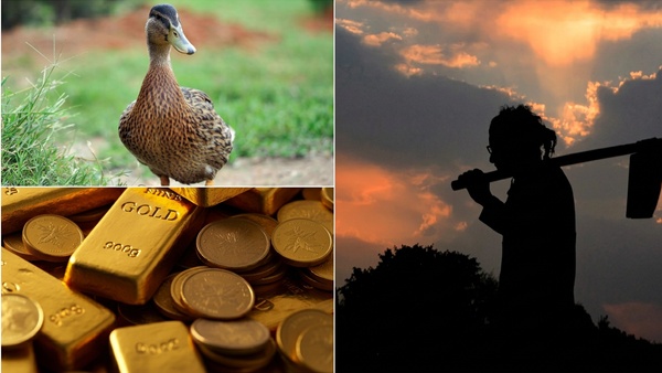 Gold in Duck China Man Finds Gold Particles Worth Rs 1 6 Lakh Inside Duck s Stomach sparks buzz