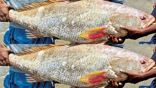Ramanathapuram A Single Fish Worth 1 33 Lakhs A Jackpot Catch in a Fisherman s Net in Mannar Ramanathapuram A Single Fish Worth 1 33 Lakhs A Jackpot Catch in a Fisherman s Net in Mannar