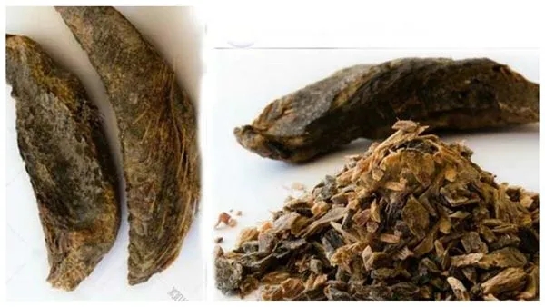 Parenthood Parenthood