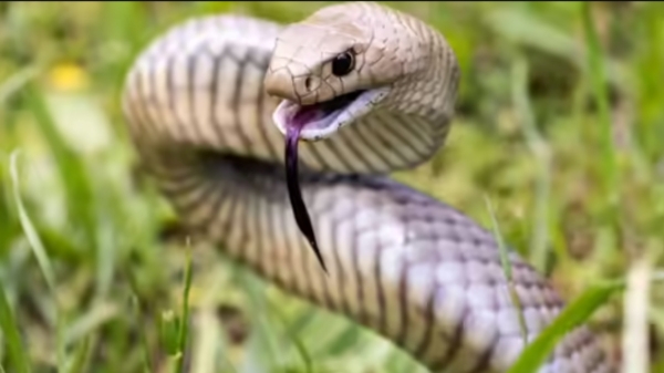 Venomous Snakes Dangerous Snakes Lethal Venom