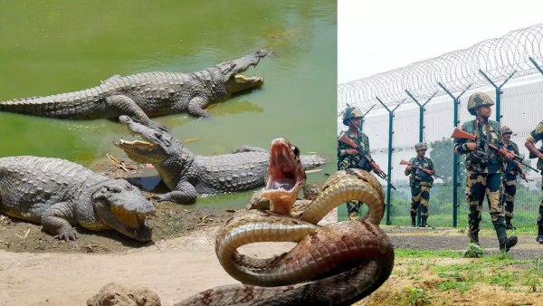 Deploying Snakes and Crocodiles in Border Rivers to Curb Infiltration BSF Explores