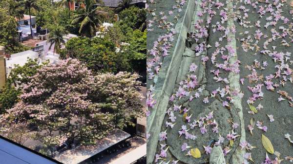 Chennai Turns Pink Trumpet Flowers