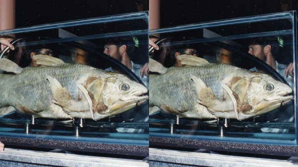 Coelacanth fish