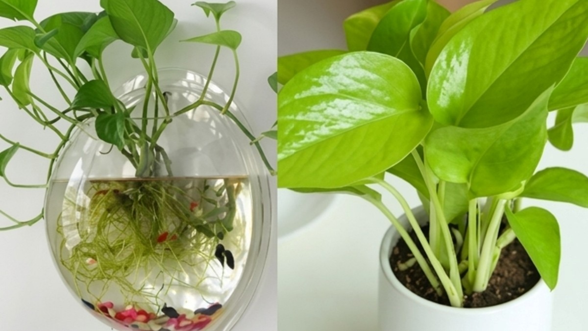 மணி பிளாண்ட் வைக்க 5 சரியான இடங்கள்.. இந்த இடத்தில் மட்டும் வெச்சிடாதீங்க.. செல்வம் சேராது