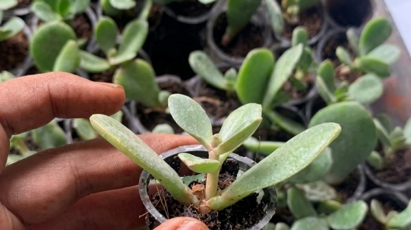 Vastu tips Crassula plant Money plant alternative Wealth attraction Jade plant benefits Home decor Vastu Positivity at home Business growth tips Feng Shui Tamil Indoor plants for luck Wealth management at home Financial growth Vastu Best Vastu plants for home Crassula placement rules Success secrets