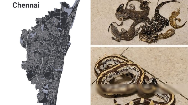 34 snakes exotic monkeys Chennai Airport wildlife smuggling airport arrest customs seizure illegal trafficking international crime 34 34 snakes exotic monkeys Chennai Airport wildlife smuggling airport arrest customs seizure illegal trafficking international crime 34