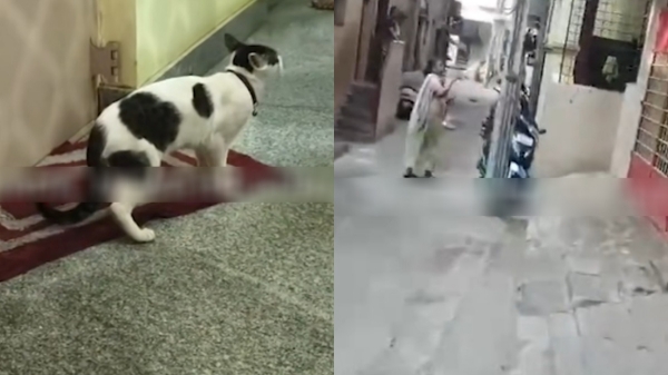 Bengaluru cat Seshadripuram priya acid attack 4 kittens 4 Bengaluru cat Seshadripuram priya acid attack 4 kittens 4