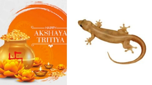 Akshaya Tritiya Lizard
