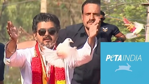 peta-india-strongly-opposes-tvk-leader-vijays-use-of-pigeons-in-campaign-in-tamil-nadu peta-india-strongly-opposes-tvk-leader-vijays-use-of-pigeons-in-campaign-in-tamil-nadu