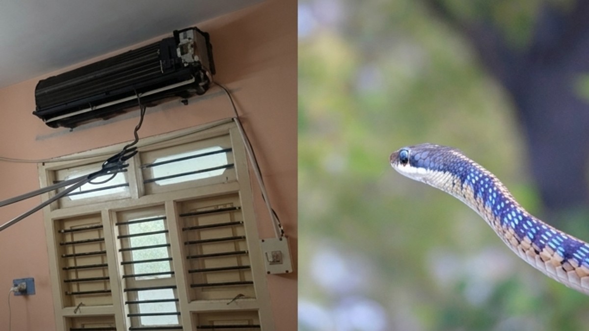 ஏசியிலிருந்து எட்டிப்பார்த்த கொம்பேறி மூக்கன்.. சித்தப்பு நீங்க எங்க இங்க! பதறிய மெக்கானிக்!