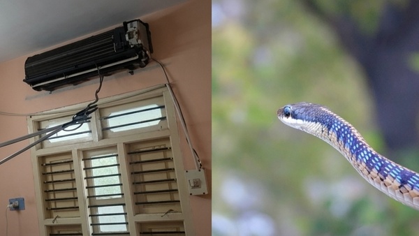 Snake