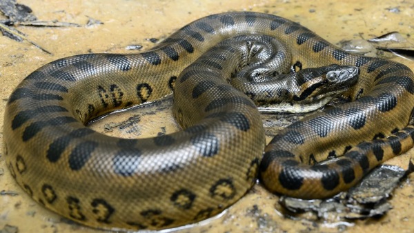 Heaviest Snake in Amazon
