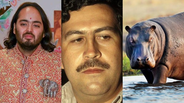 Anant Ambani Offers to Rescue Colombian Hippos Anant Ambani Offers to Rescue Colombian Hippos