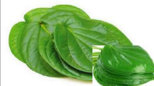 Betel leaves