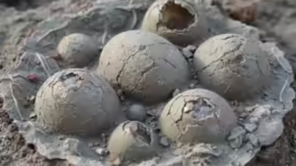China Dinosaur Eggs Strange Discovery Ganzhou Viral News 80 Million Years Unexpected Twist Ancient Fossils Trending Now Nature China Dinosaur Eggs Strange Discovery Ganzhou Viral News 80 Million Years Unexpected Twist Ancient Fossils Trending Now Nature