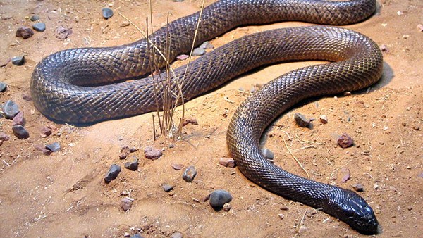 Which are the deadliest venomous snakes in the world Complete Details