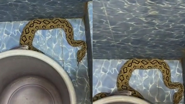 Russell s Viper Lurking in a Restroom in Erode A Midnight Twist