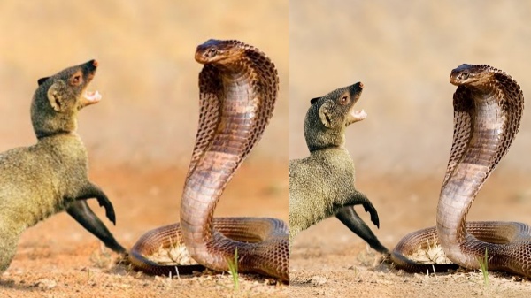Snake Bites Mongoose