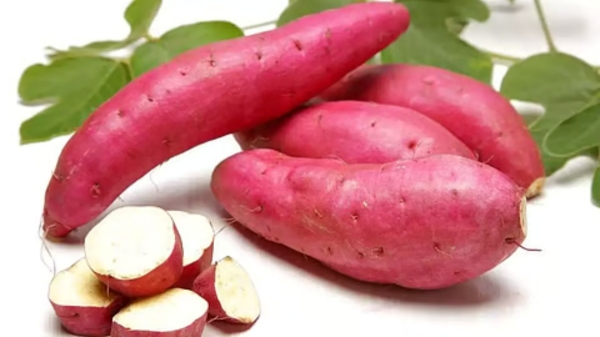 Sweet Potato Benefits and Side Effects Sweet Potato Sweet Potato Benefits Sweet Potato Side Effects Superfood Healthy Food Nutrition Facts Diabetes Diet Kidney Health IBS Food Tamil Nadu Food Healthy Eating Tips