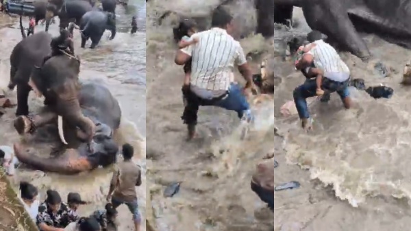 Chennai Woman Crushed to Death During Elephant Fight in Cauvery River at Karnataka Camp