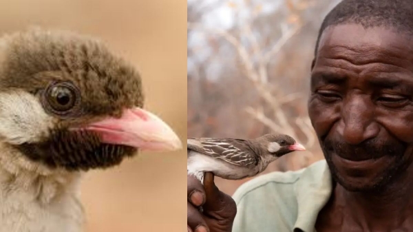 Honeyguide