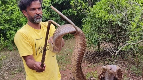 snake news Bengaluru cobra attack kitchen wildlife incident Karnataka snake eats eggs viral shocking animal video snake news Bengaluru cobra attack kitchen wildlife incident Karnataka snake eats eggs viral shocking animal video