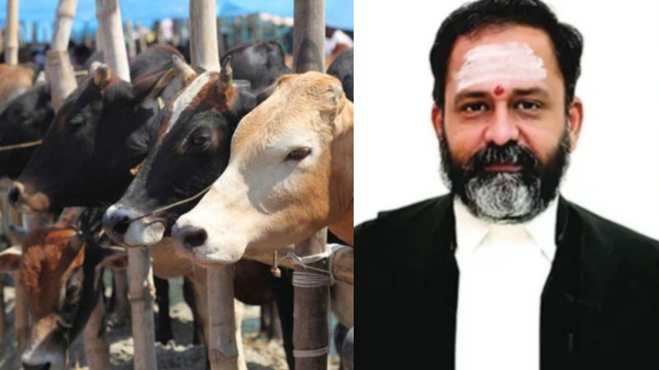 High Court Cow