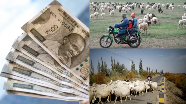 China farming jobs high salary rural jobs sheep farm employment graduate job trends China unusual jobs abroad