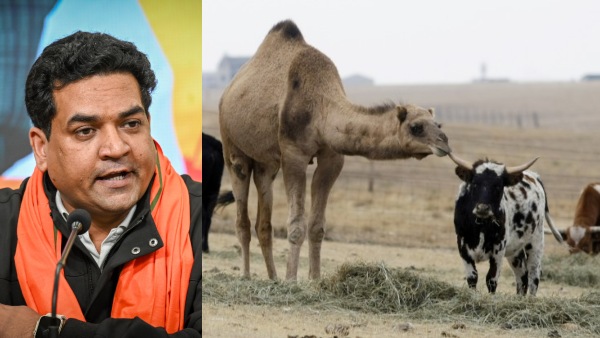 bakrid-2026-no-sacrifice-of-cows-calves-camels-ahead-of-bakrid-delhi-governement-order bakrid-2026-no-sacrifice-of-cows-calves-camels-ahead-of-bakrid-delhi-governement-order
