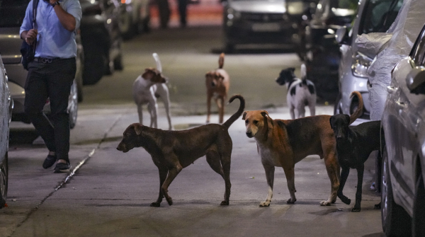 Supreme Court Stray Dog Ruling Supreme Court Stray Dog Supreme Court Stray Dog Ruling Supreme Court Stray Dog