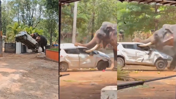 Angamaly elephant that went on a rampage tossing a car around like a ball watch the video