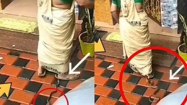 watch Snake lunges forward and bites saree Woman narrowly escapes death in a second