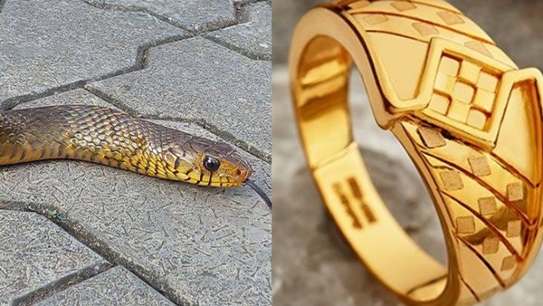 How is that possible A snake wearing a gold ring as attire an astonishing incident in kerala