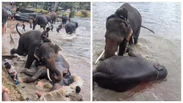 tragedy-at-karnataka-elephant-camp-chennai-woman-dies-before-husband-and-child