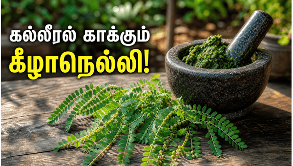 Keelanelli medicinal benefits for liver Keelanelli medicinal benefits for liver