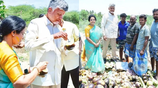 Chandrababu Naidu Kuppam Palm Fruit Chandrababu Naidu Kuppam Palm Fruit