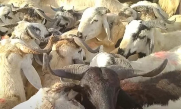 Vadipatti Goat Market