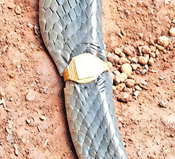 How is that possible A snake wearing a gold ring as attire an astonishing incident in kerala