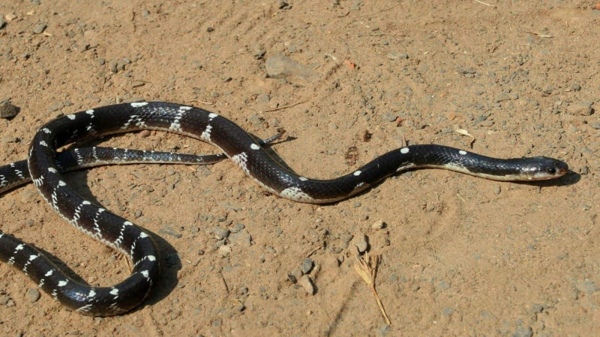 Kattuviriyan Python